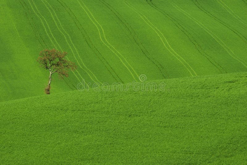 Ett ensamt träd på den gröna kurdiska landsbygden arkivfoton