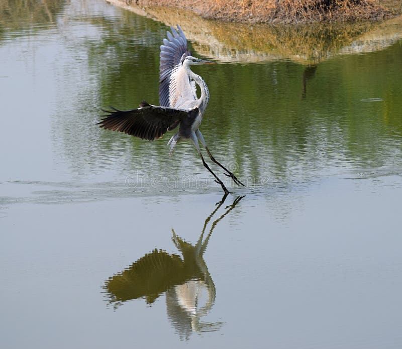 Ett flyg gemensamma Crane Bird - Eurasian kran - landning på vatten med reflexionen - lilla Rann av Kutch, Gujarat, Indien royaltyfria foton Ett flyg gemensamma Crane Bird - Eurasian kran - landning på vatten med reflexionen - lilla Rann av Kutch, Gujarat, Indien royaltyfria foton