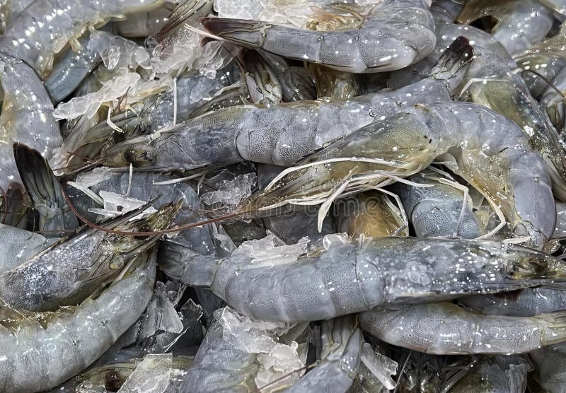 a photography of a pile of shrimp sitting on top of a table, cancer irroratuses shrimp are piled on ice in a pile. a photography of a pile of shrimp sitting on top of a table, cancer irroratuses shrimp are piled on ice in a pile.