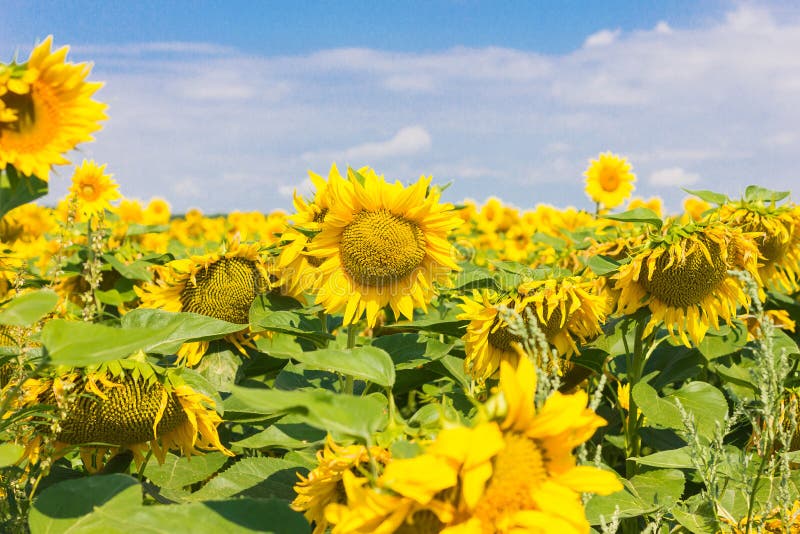 Ett fält av att blomstra solrosor på en ljus solig dag royaltyfri fotografi Ett fält av att blomstra solrosor på en ljus solig dag royaltyfri fotografi