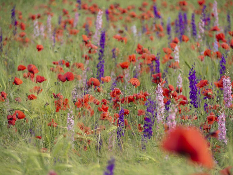 Ett fält av vallmoblommor och sveda. ett hav av blommor av röda vallmo och blådelfiner i ett vilt fält. royaltyfri fotografi