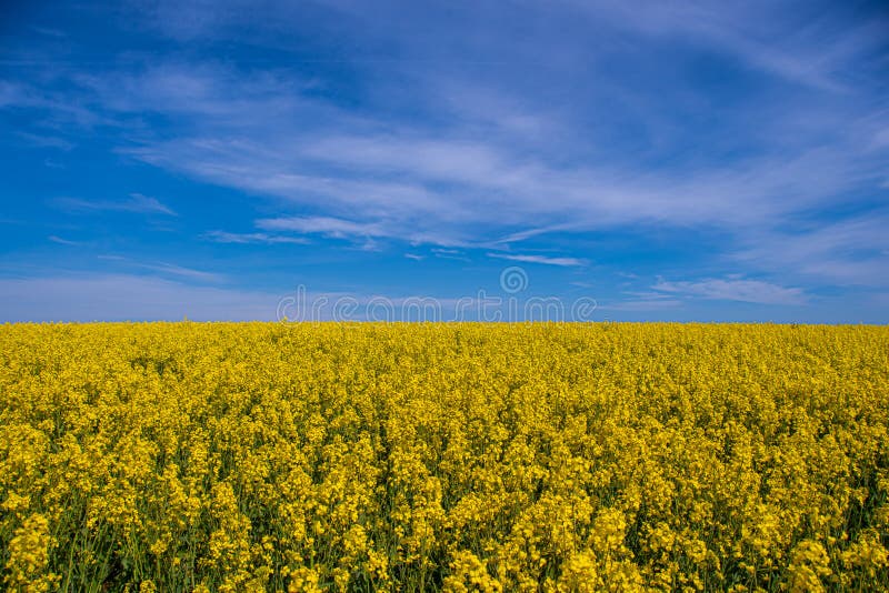 Ett gult blomningsfält med blå himmel och grumliga moln arkivbild