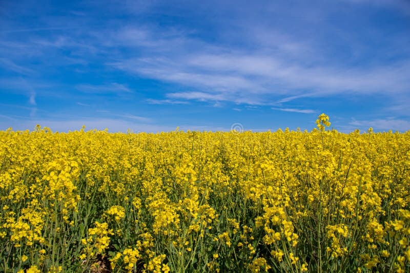 Ett gult blomningsfält med blå himmel och grumliga moln arkivbilder