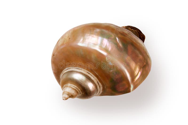 Giant iridescent pearl shell of a sea gastropod isolated on white background. Giant iridescent pearl shell of a sea gastropod isolated on white background