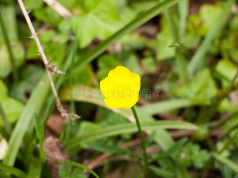 Ett härligt chips och en klar singel gulnar smörblomman royaltyfri fotografi Ett härligt chips och en klar singel gulnar smörblomman royaltyfri fotografi
