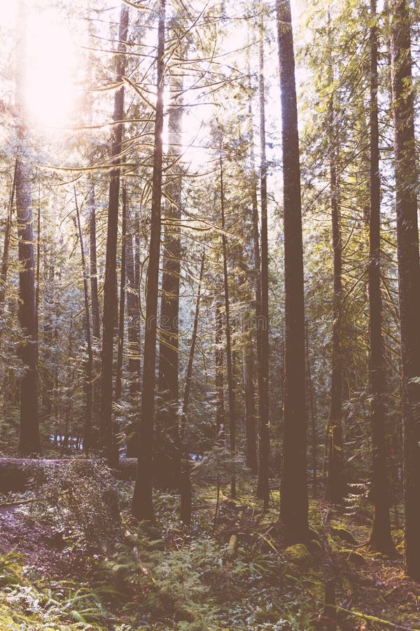 Ett härligt skott av en skog arkivbild Ett härligt skott av en skog arkivbild