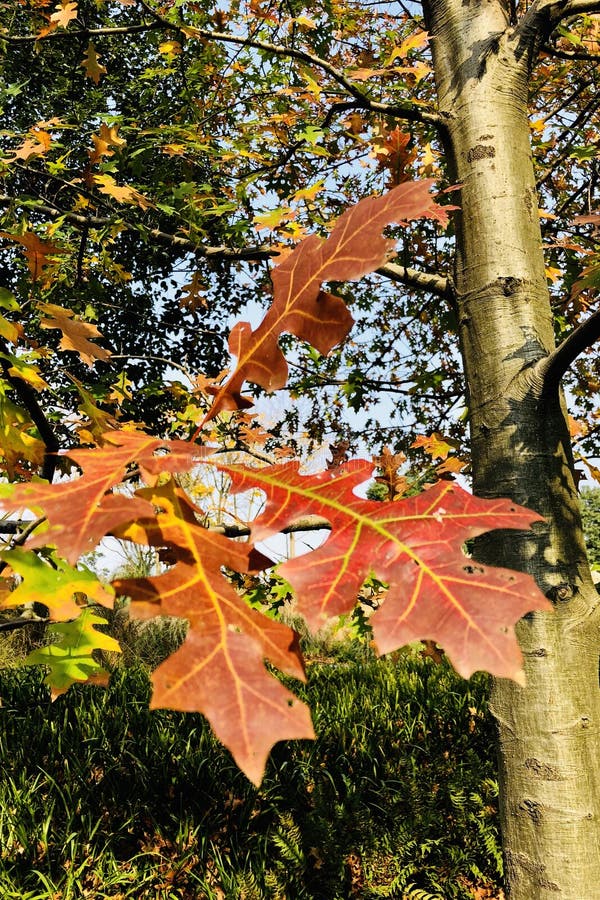 Ett högt ekträd på hösten arkivfoto Ett högt ekträd på hösten arkivfoto