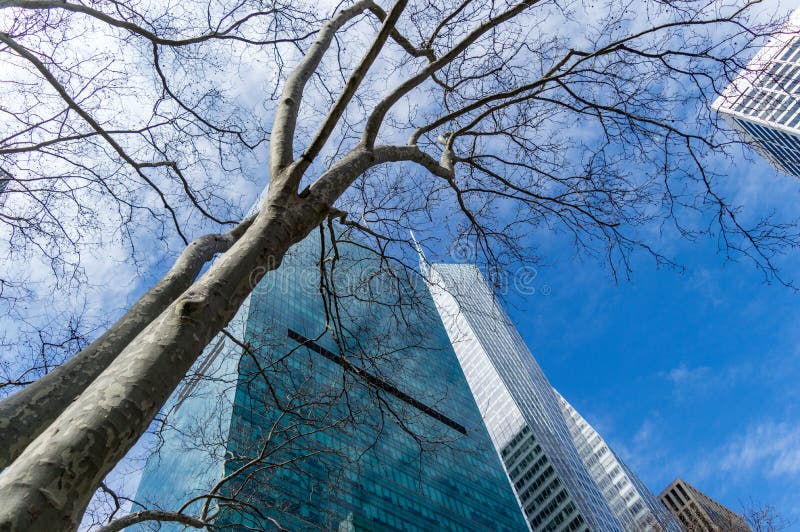 Ett kalt vårträd och en skyskrapa över den blåa molniga himlen, New York, USA royaltyfria bilder Ett kalt vårträd och en skyskrapa över den blåa molniga himlen, New York, USA royaltyfria bilder