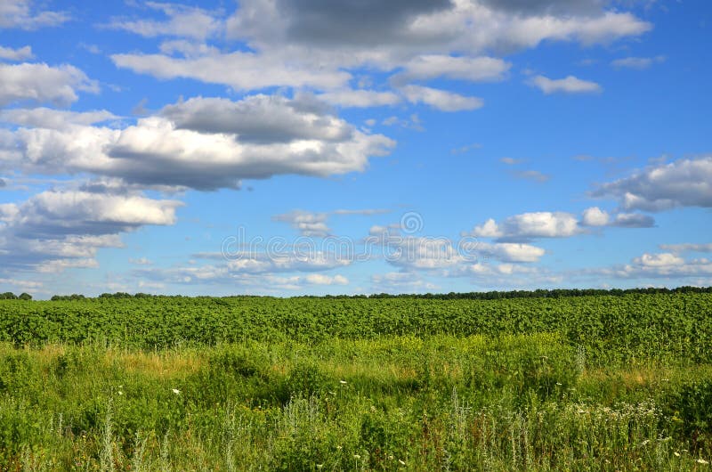 Ett lantligt landskap med gröna solrosor för ett fält på senare under en molnig blått sk