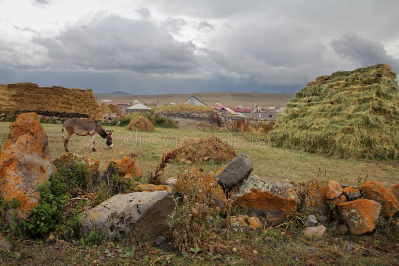 Ett lantligt landskap med höstackar och en betande åsna royaltyfri foto Ett lantligt landskap med höstackar och en betande åsna royaltyfri foto