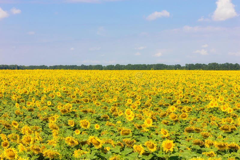 Ett ljust fält av blomningsolrosor royaltyfria bilder Ett ljust fält av blomningsolrosor royaltyfria bilder