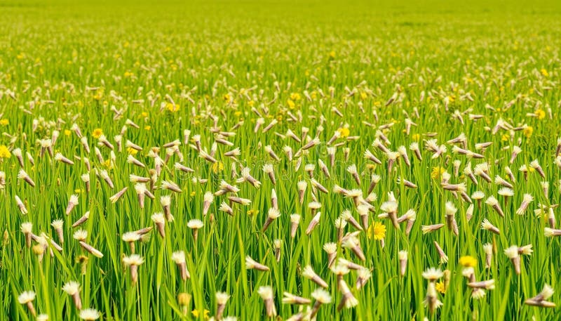 Ett lush-fält fyllt med dandelioner i olika stadier av blomning. Förgrundsinformationen royaltyfri illustrationer