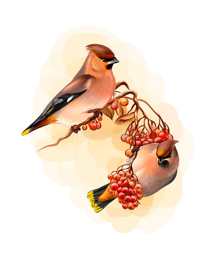 Ett par av den härliga fågeln för vinterfågelwaxwingen som sitter på en filial på vit bakgrund, den drog handen, skissar stock illustrationer