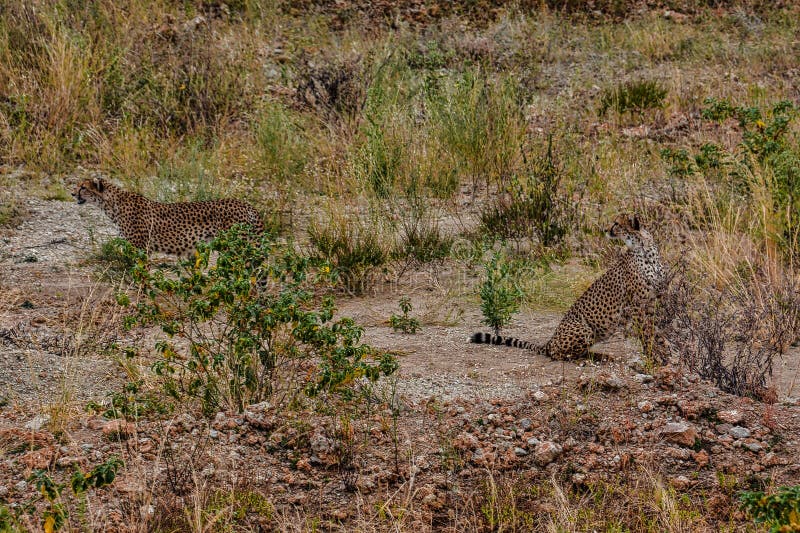 Ett par av geparder som nära ser något i avståndet av den Tarangire nationalparken Tanzania arkivbilder Ett par av geparder som nära ser något i avståndet av den Tarangire nationalparken Tanzania arkivbilder