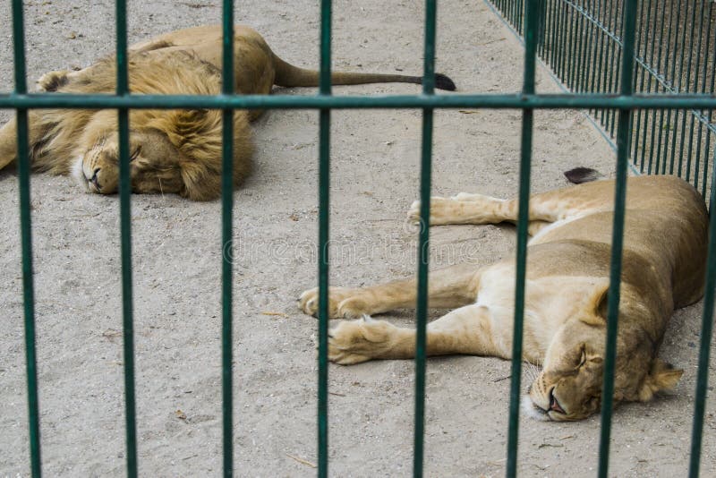 Ett par av lejon i fångenskap i en zoo bak stänger sover arkivbilder Ett par av lejon i fångenskap i en zoo bak stänger sover arkivbilder