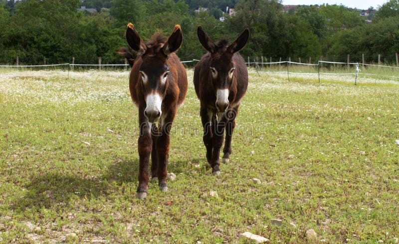 Couple of furry baby donkeys with their big ears walking in their pasture full of flowers in sunny countryside. Couple of furry baby donkeys with their big ears walking in their pasture full of flowers in sunny countryside