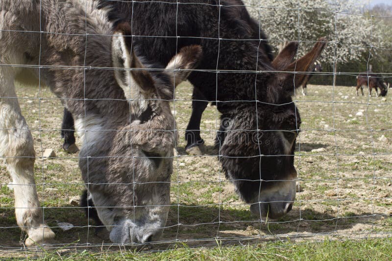 Couple of black and Mediterranean donkeys grazing their pasture through fence from springtime meadow with goats and trees background. Couple of black and Mediterranean donkeys grazing their pasture through fence from springtime meadow with goats and trees background