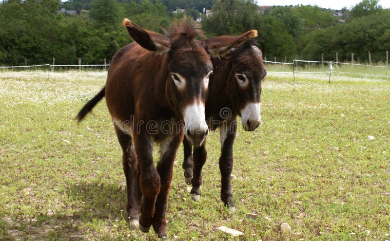 Couple of furry young donkeys walking in their meadow full of flowers in sunny countryside, outdoors. Couple of furry young donkeys walking in their meadow full of flowers in sunny countryside, outdoors