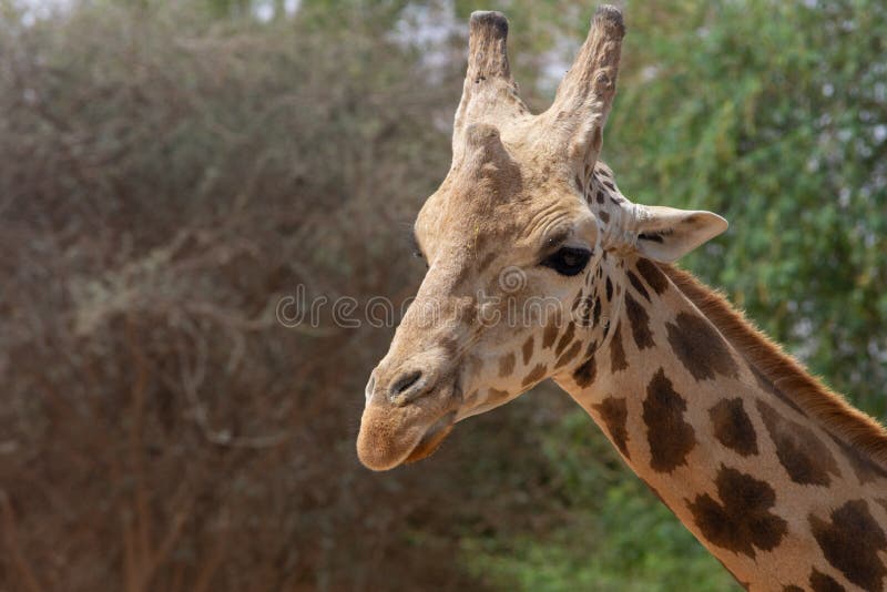 Ett slut upp av en giraffhuvudgiraffa med gröna buskar i bakgrund arkivfoto Ett slut upp av en giraffhuvudgiraffa med gröna buskar i bakgrund arkivfoto