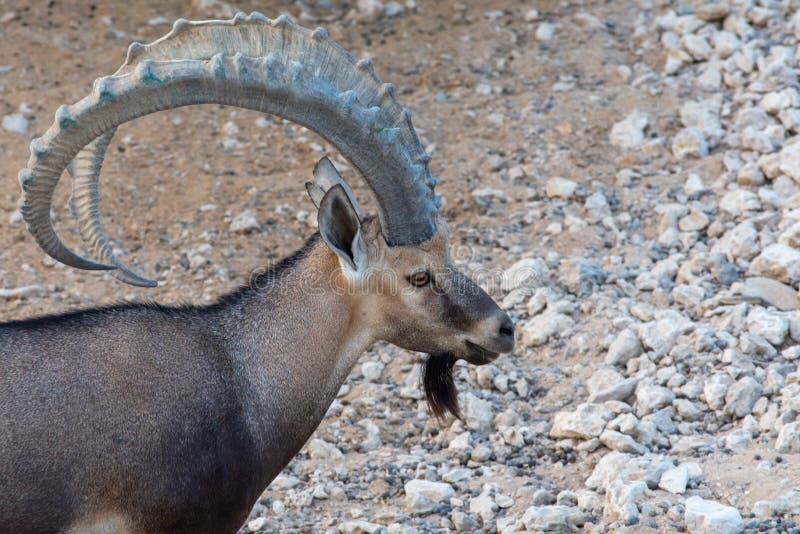Ett slut upp av ett manligt Nubian stenbockanseende som av visar capranubiana för de stor krökt horn på Al Ain Zoo H?gert kopieri royaltyfri foto Ett slut upp av ett manligt Nubian stenbockanseende som av visar capranubiana för de stor krökt horn på Al Ain Zoo H?gert kopieri royaltyfri foto