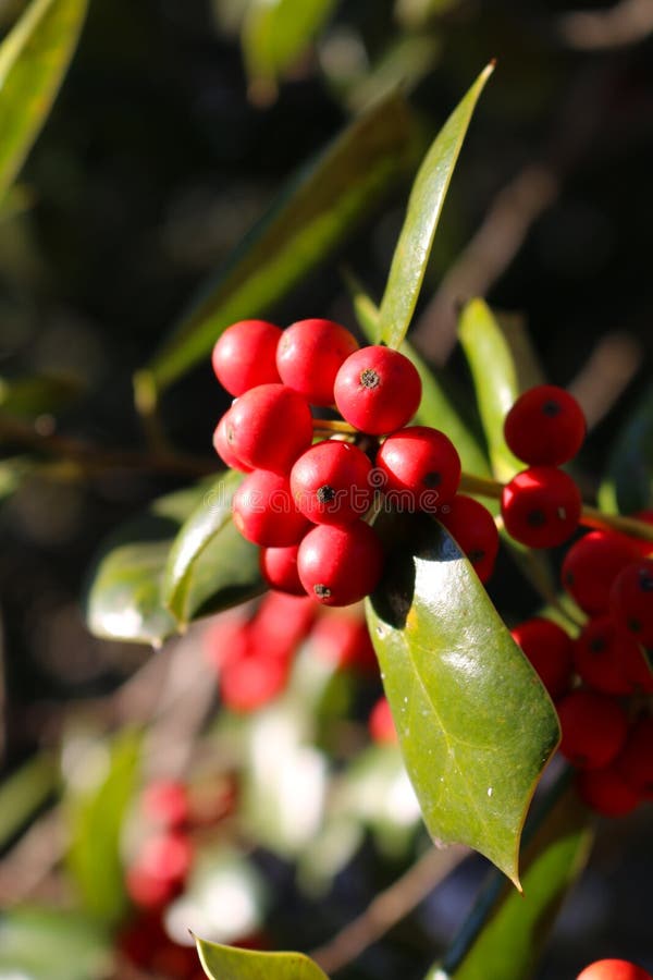 Ett slut upp av mogna Holly Berries royaltyfri fotografi Ett slut upp av mogna Holly Berries royaltyfri fotografi