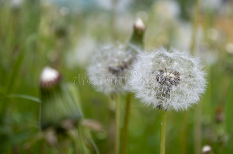 Ett stort antal blommande maskrosor bland gräset royaltyfri fotografi Ett stort antal blommande maskrosor bland gräset royaltyfri fotografi
