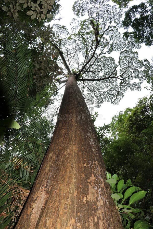 Ett stort och högt träd - Borneo Malaysia Asien royaltyfri foto Ett stort och högt träd - Borneo Malaysia Asien royaltyfri foto