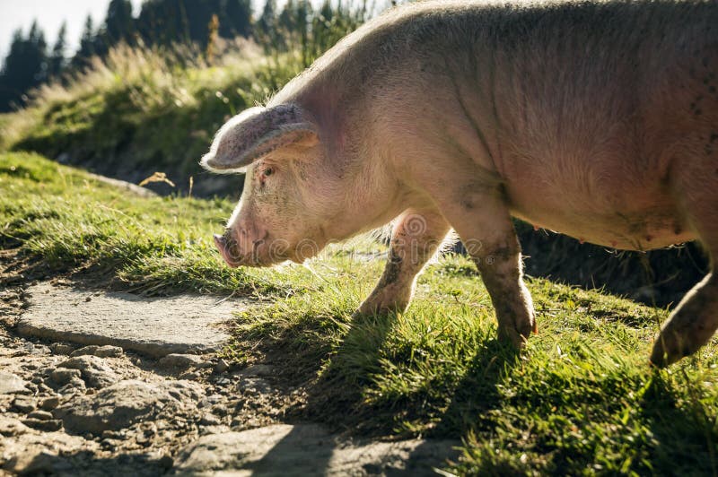 Ett stort rosa svin royaltyfri fotografi