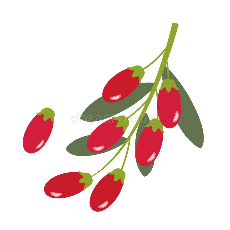 Ett sunt organiskt gojibär royaltyfri illustrationer Ett sunt organiskt gojibär royaltyfri illustrationer