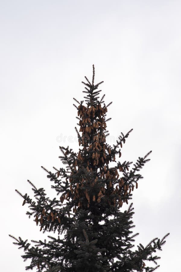 Ett träd med många kuber. arkivbilder