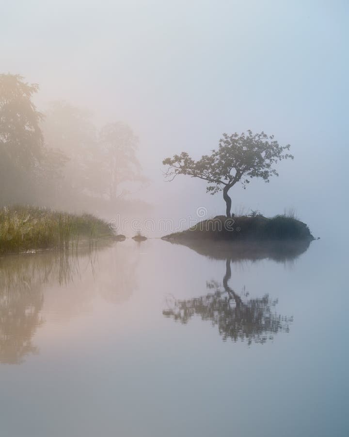 Ett träd som reflekterar i en stillastående mistsjö på en dimmistmorgon i sjödistriktet uk. royaltyfria foton