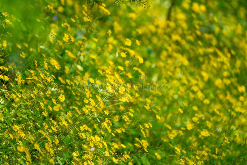 Ett tätt fält för blomning av gula vilda blommor arkivfoton