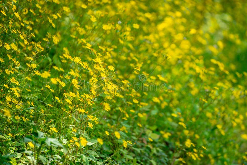 Ett tätt fält för blomning av gula vilda blommor arkivbild