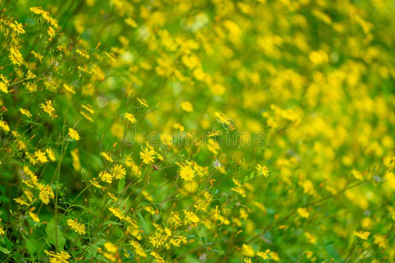 Ett tätt fält för blomning av gula vilda blommor royaltyfri fotografi