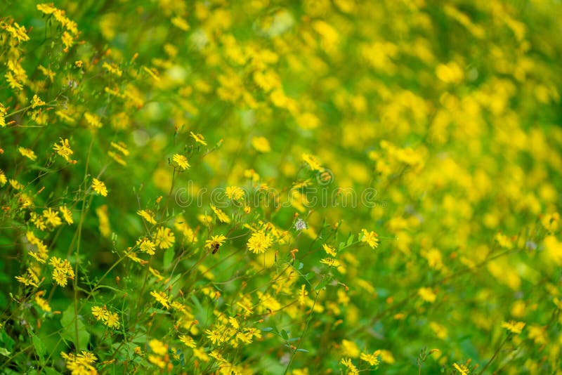 Ett tätt fält för blomning av gula vilda blommor arkivbilder