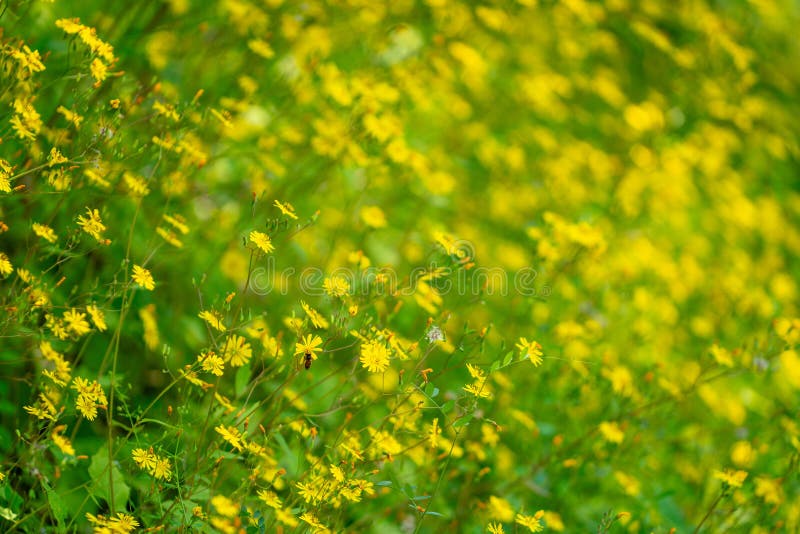 Ett tätt fält för blomning av gula vilda blommor royaltyfri bild