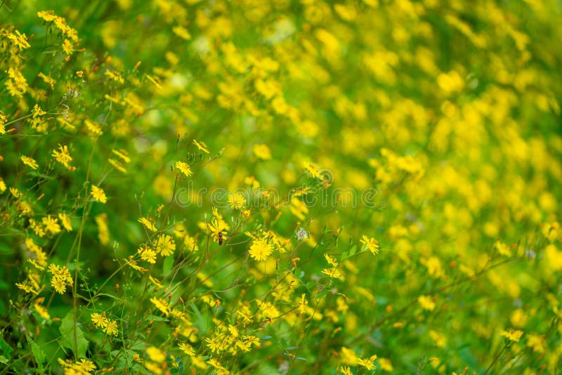 Ett tätt fält för blomning av gula vilda blommor royaltyfria foton
