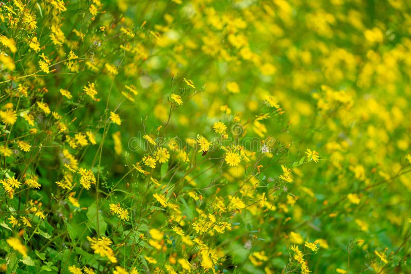 Ett tätt fält för blomning av gula vilda blommor arkivbilder