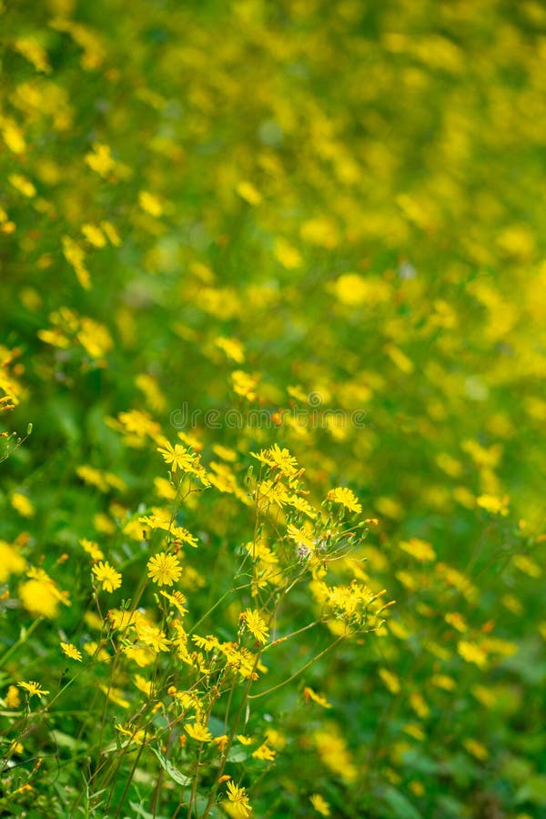 Ett tätt fält för blomning av gula vilda blommor arkivbild