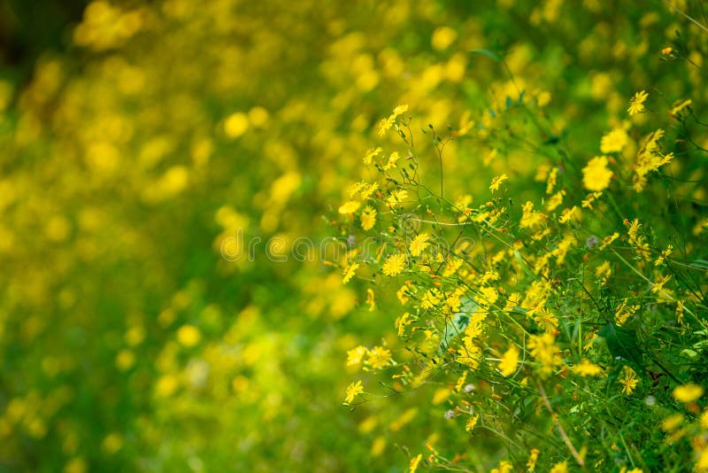 Ett tätt fält för blomning av gula vilda blommor royaltyfria bilder