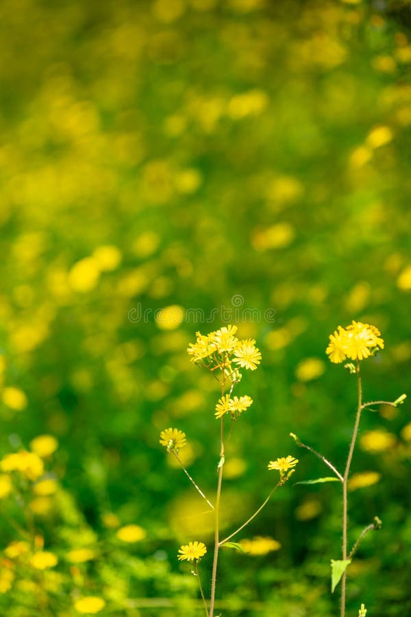 Ett tätt fält för blomning av gula vilda blommor arkivfoto