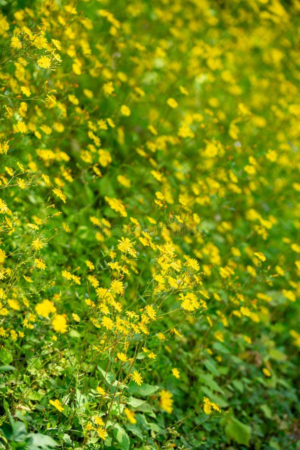 Ett tätt fält för blomning av gula vilda blommor royaltyfri foto