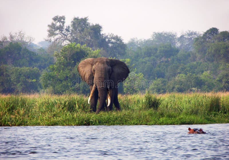 A unique photograph of two of Africas most loved creatures of its wildlife, the beautiful African elephant and the cheeky hippotomus. This photograph was taken from a small boat we were in on going down the river Nile, Uganda, Africa. A unique photograph of two of Africas most loved creatures of its wildlife, the beautiful African elephant and the cheeky hippotomus. This photograph was taken from a small boat we were in on going down the river Nile, Uganda, Africa.