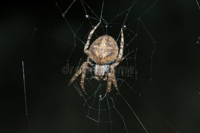 En vacker rödfläckig hårig fältspindel (Neoscona triangula) på sitt nät royaltyfria foton