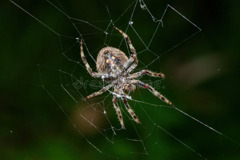 En vacker rödfläckig hårig fältspindel (Neoscona triangula) på sitt nät fotografering för bildbyråer
