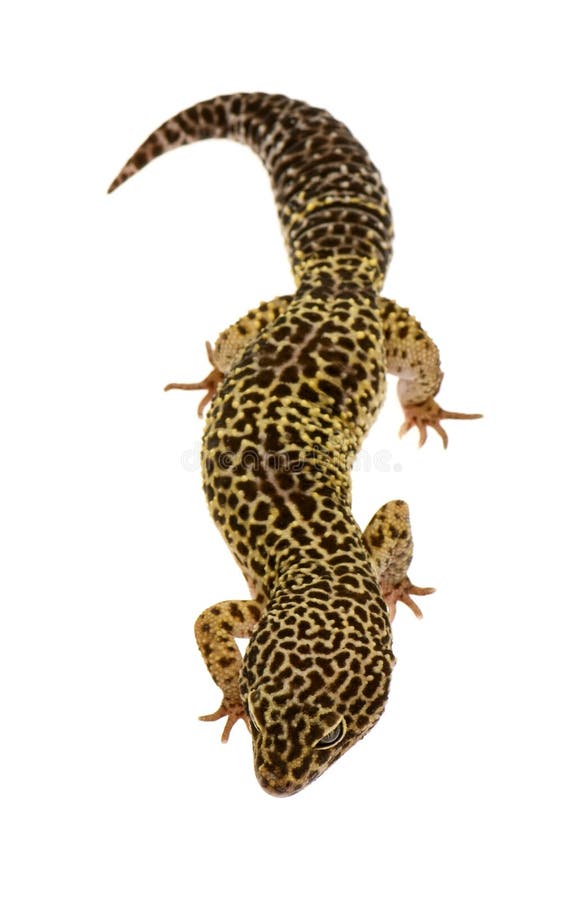 Leopard gecko in front of a white background. Leopard gecko in front of a white background