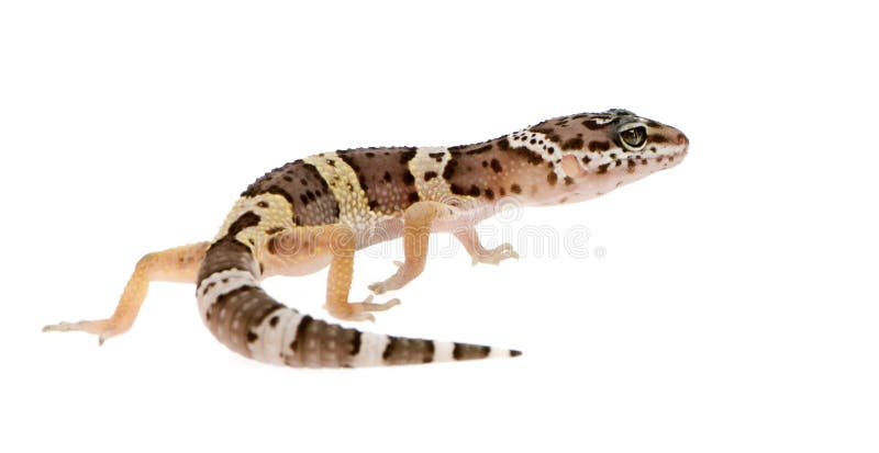 Leopard gecko in front of a white background. Leopard gecko in front of a white background