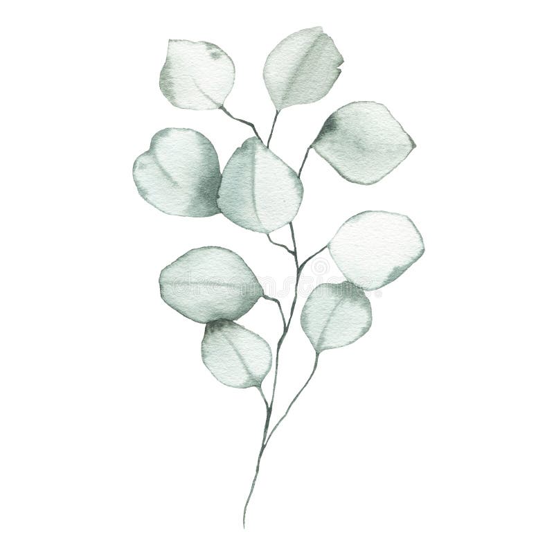 Eucalipto di colore acquatico eucalipto polveroso di pianta di foglia verde