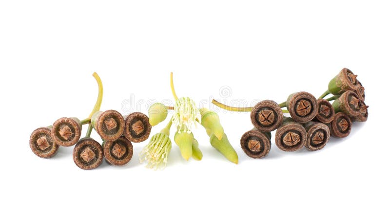 Eucalyptus CAESIA или Эвкалипт Цезия (семена)