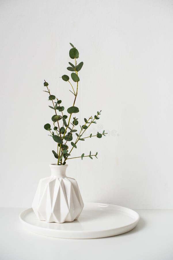 Eucalyptus Branches in White Ceramic Vase on Empty Wall Background